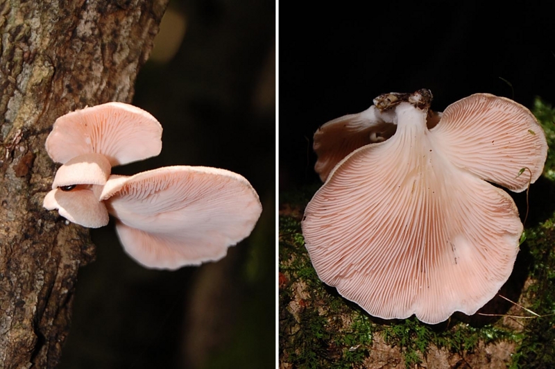 f:id:hiro1216:20150801191043j:image