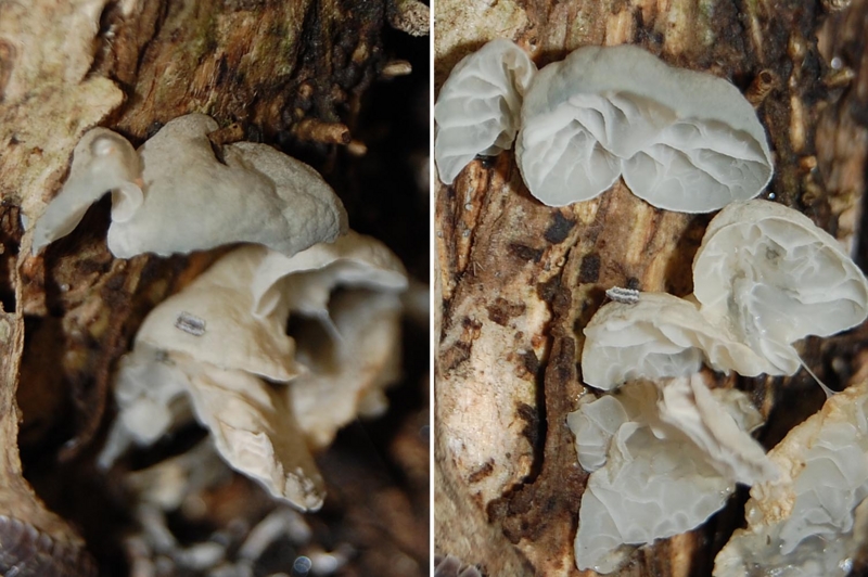 f:id:hiro1216:20150802055853j:image