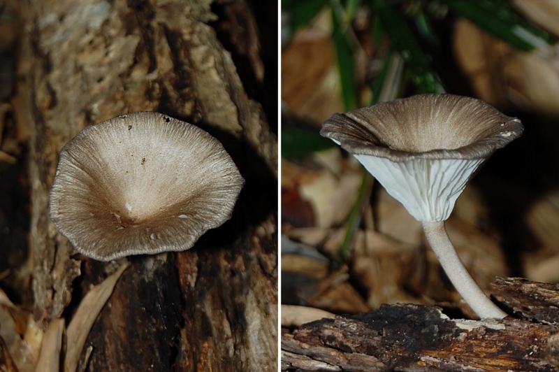 f:id:hiro1216:20150902083038j:image