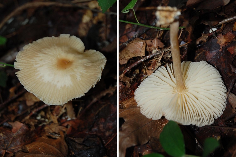 f:id:hiro1216:20150906182648j:image