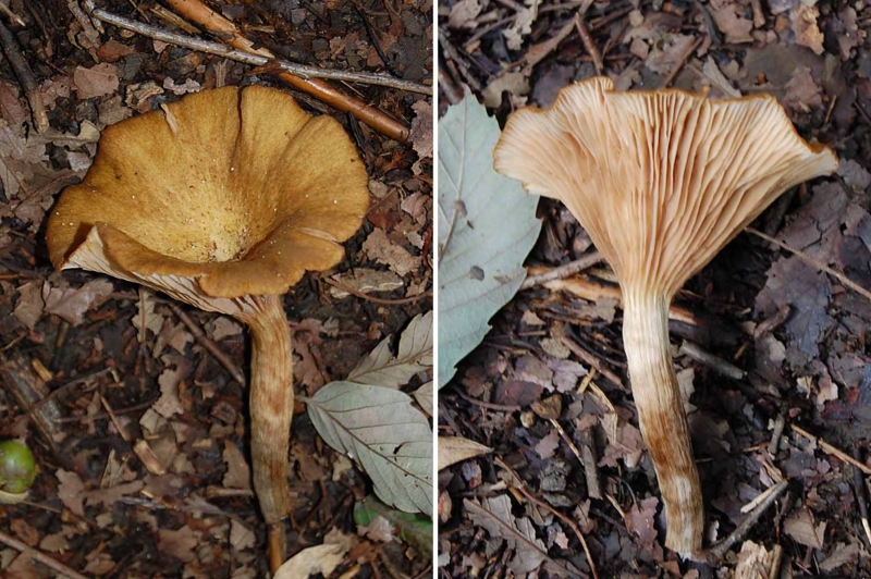 f:id:hiro1216:20150906182824j:image