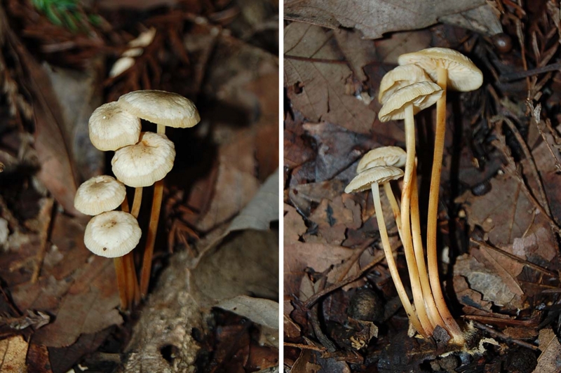 f:id:hiro1216:20150906213731j:image