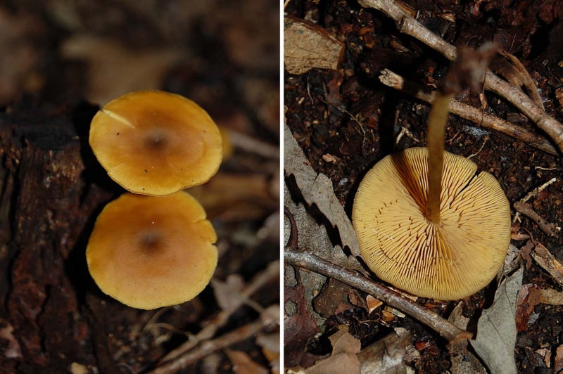 f:id:hiro1216:20150907084323j:image