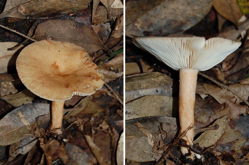 f:id:hiro1216:20150908150510j:image