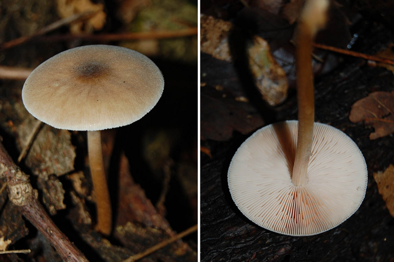 f:id:hiro1216:20150910215231j:image