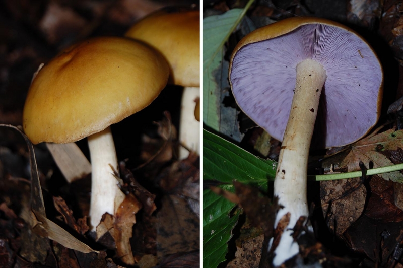 f:id:hiro1216:20150913063444j:image