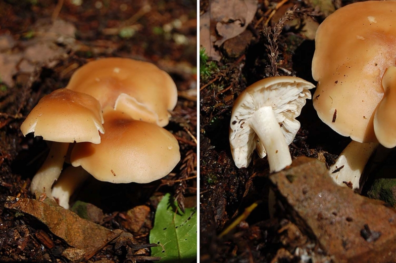 f:id:hiro1216:20150916111939j:image