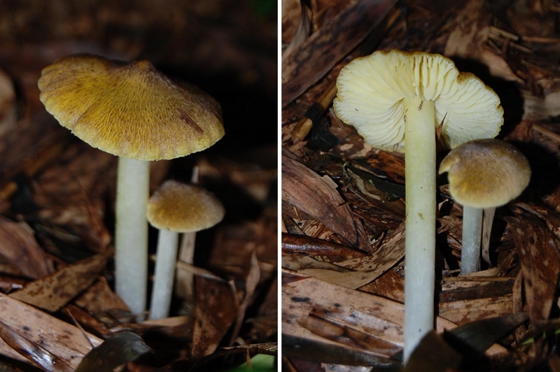 f:id:hiro1216:20150918201144j:image