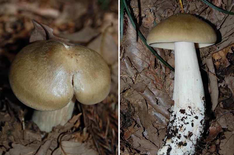 f:id:hiro1216:20151006205328j:image