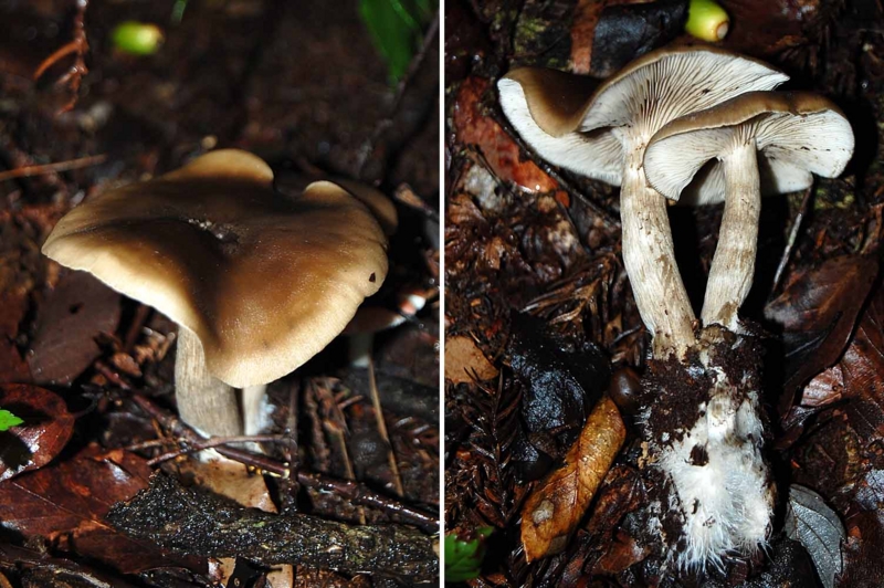 f:id:hiro1216:20151028103646j:image