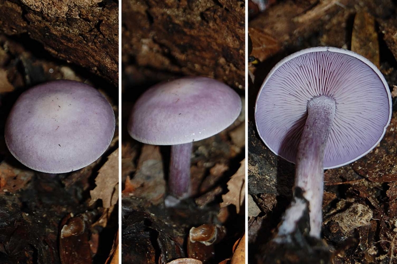 f:id:hiro1216:20151121174618j:image