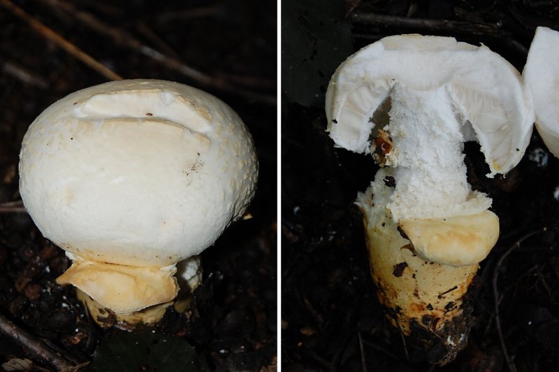 f:id:hiro1216:20151201194643j:image