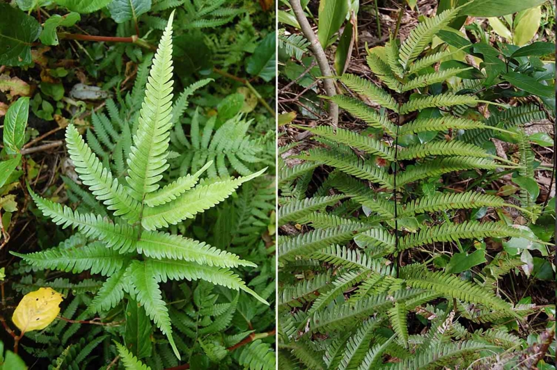 *シダの観察会。 - ひろちょんの気まま植物紹介