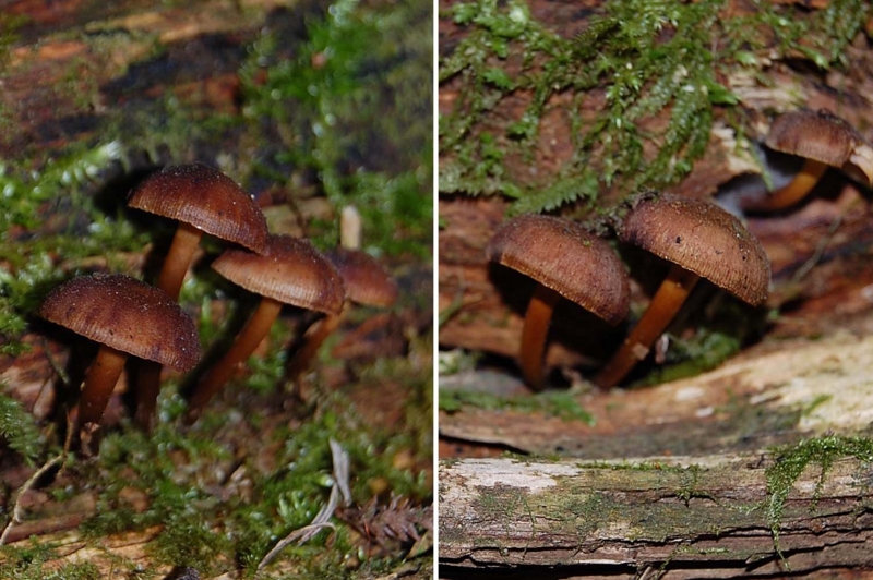 f:id:hiro1216:20160502171949j:image