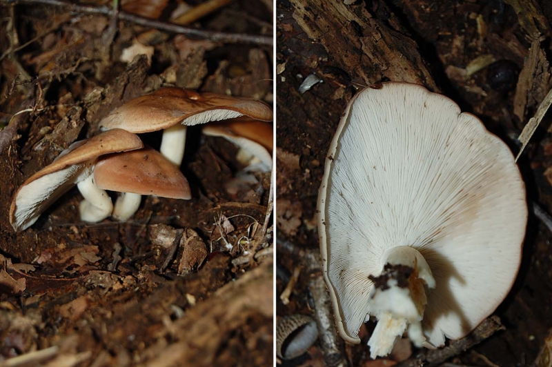 f:id:hiro1216:20160502185117j:image