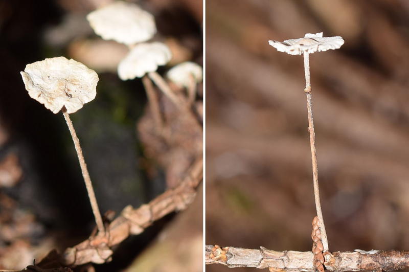 f:id:hiro1216:20160613095611j:image