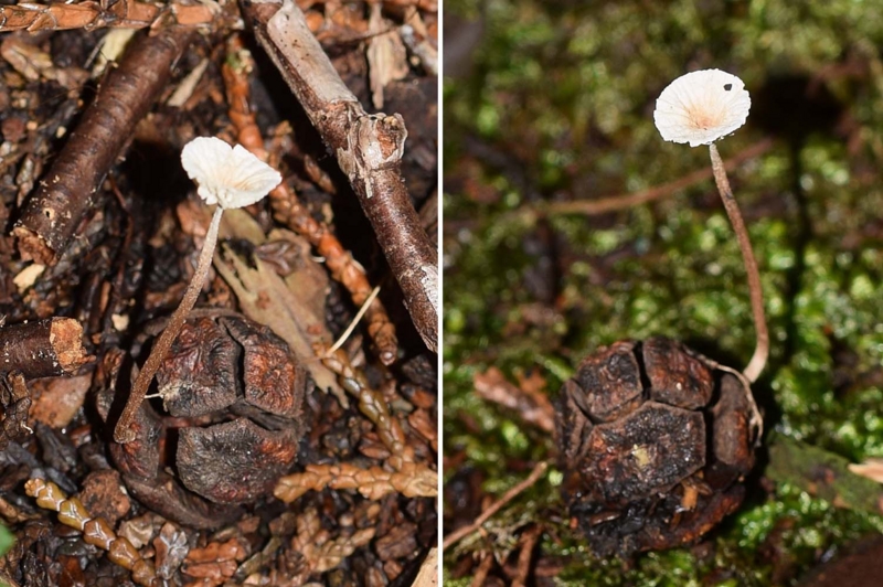 f:id:hiro1216:20160613095827j:image