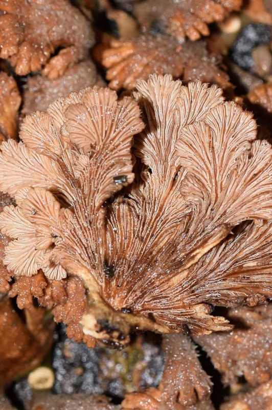 6月のキノコ その4 - ひろちょんの気まま植物紹介