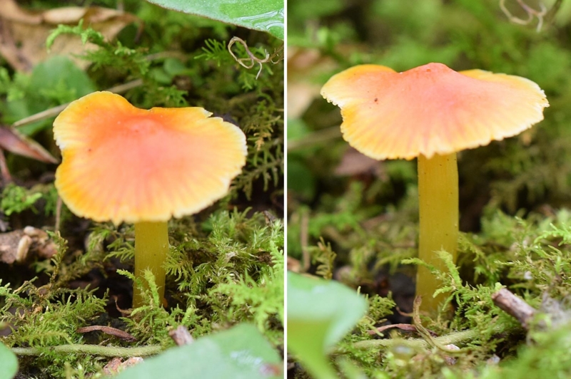 f:id:hiro1216:20160627225315j:image