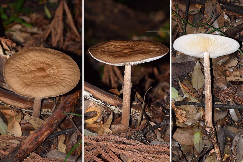 f:id:hiro1216:20160711185408j:image