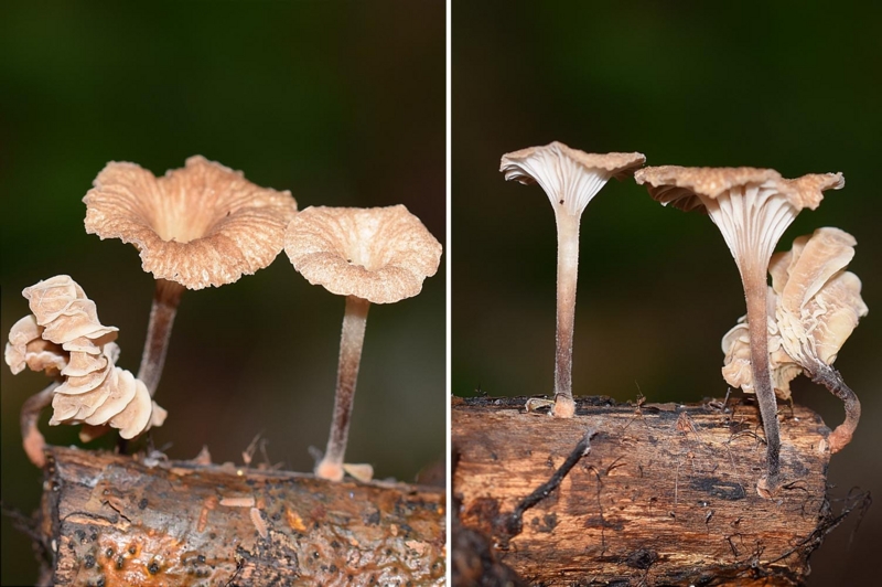 f:id:hiro1216:20160713123304j:image