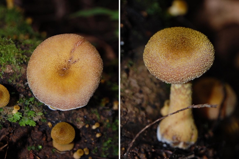 6月と7月のキノコ2 - ひろちょんの気まま植物紹介