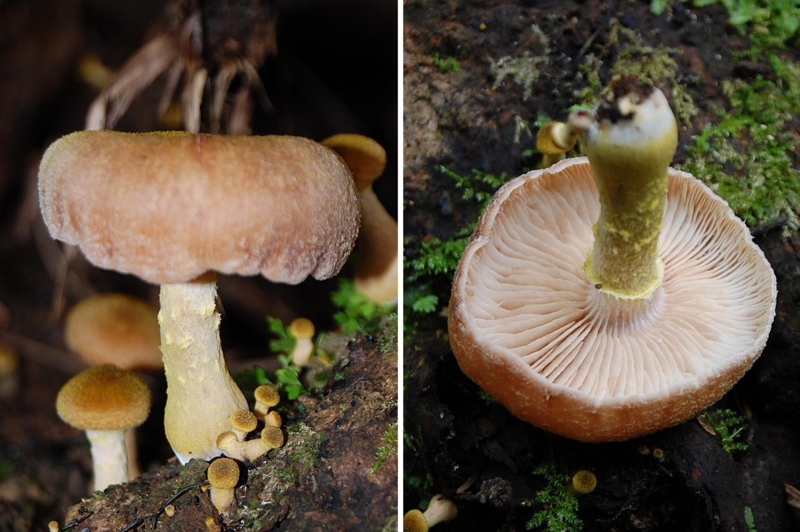 6月と7月のキノコ2 - ひろちょんの気まま植物紹介