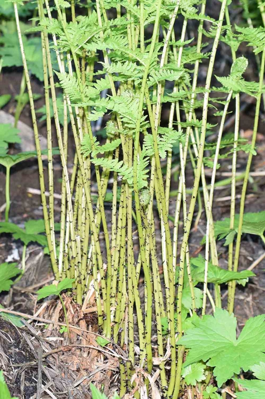 □ - ひろちょんの気まま植物紹介