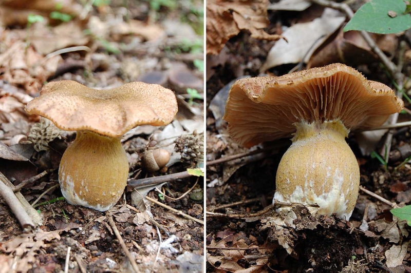 f:id:hiro1216:20160827125212j:image