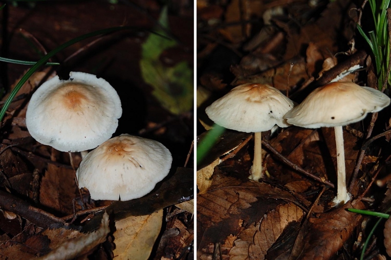 f:id:hiro1216:20160924070100j:image