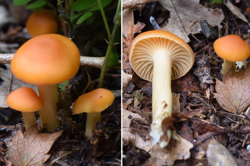 f:id:hiro1216:20161011221727j:image