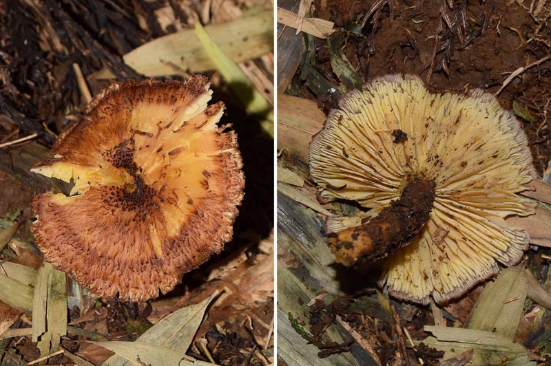 f:id:hiro1216:20161017163733j:image