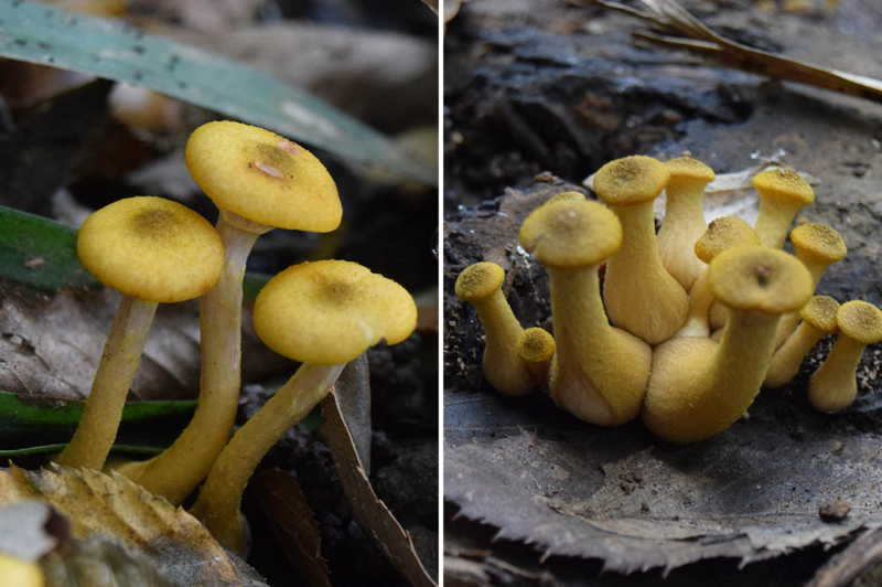 f:id:hiro1216:20161026083607j:image