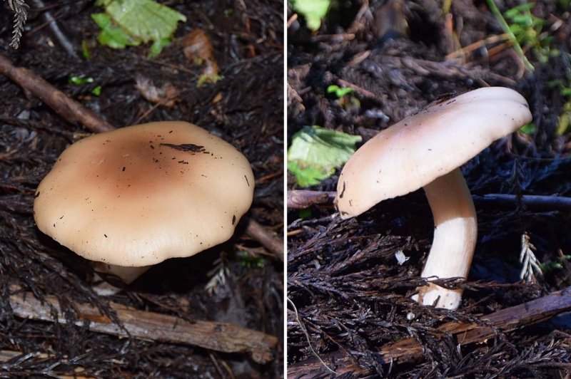 f:id:hiro1216:20161105100933j:image