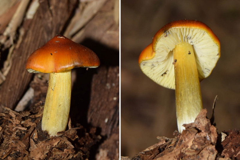 f:id:hiro1216:20161107145633j:image