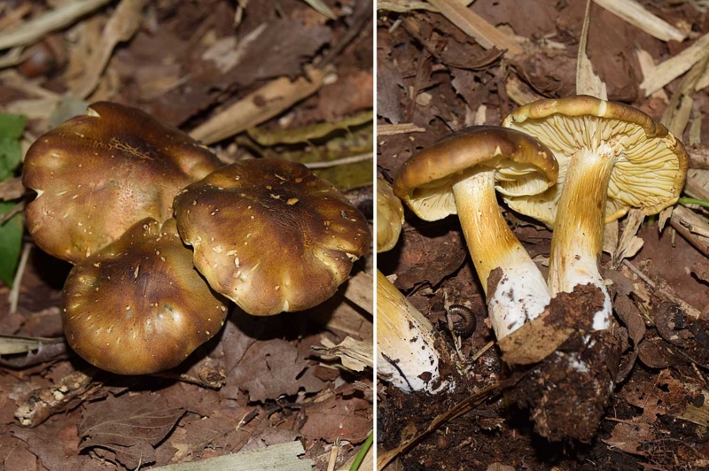 f:id:hiro1216:20161109072330j:image