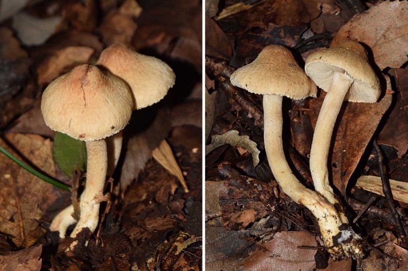 f:id:hiro1216:20161109212806j:image