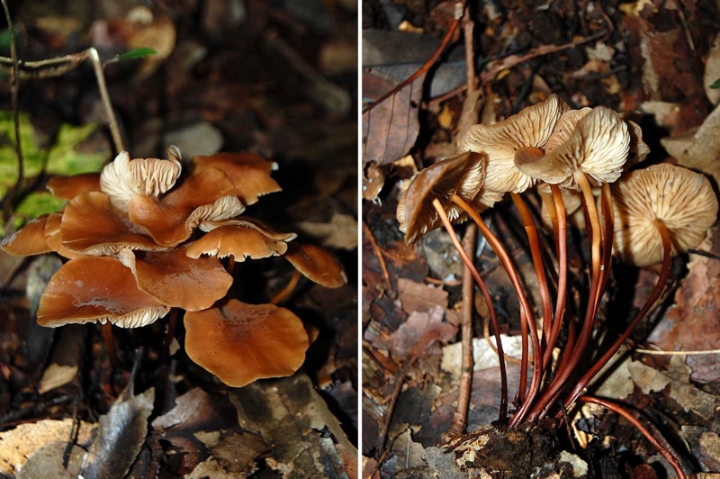 f:id:hiro1216:20161111110651j:image