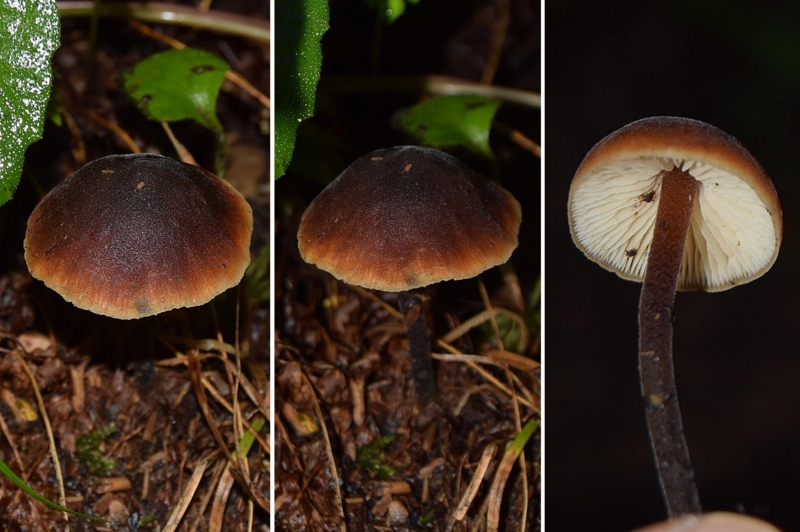 f:id:hiro1216:20161113194837j:image