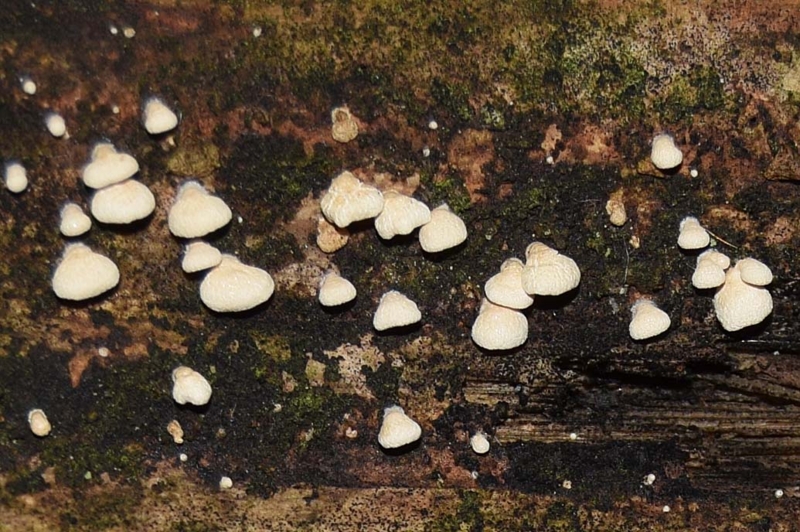 f:id:hiro1216:20161114220453j:image