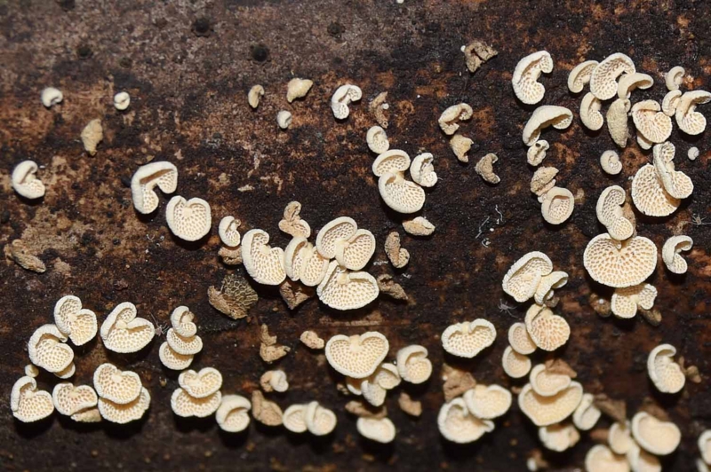 f:id:hiro1216:20161114220519j:image