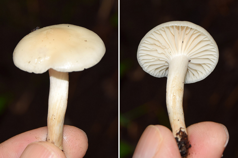 f:id:hiro1216:20161115132621j:image