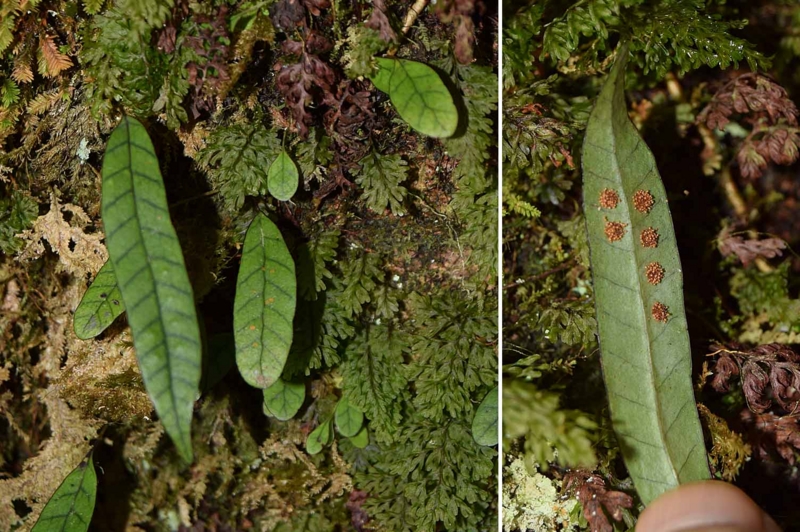 f:id:hiro1216:20161126182126j:image