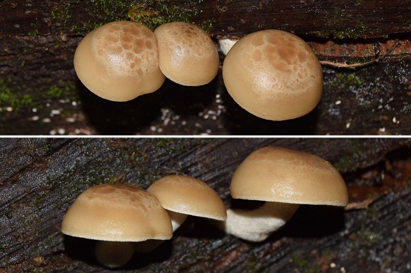 f:id:hiro1216:20161126235057j:image