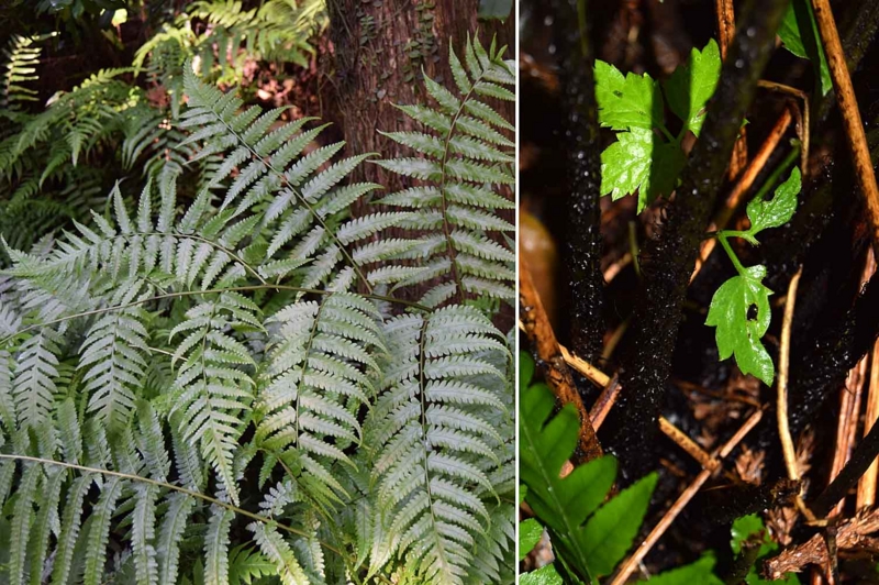 f:id:hiro1216:20161204215057j:image