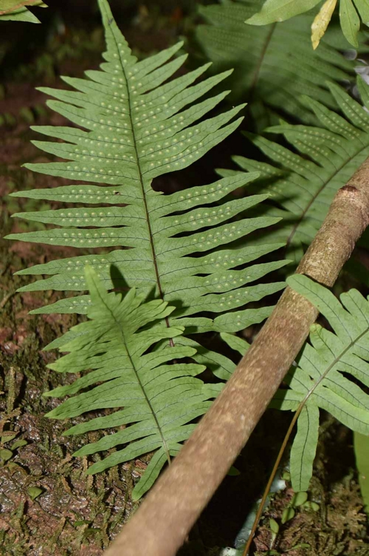 f:id:hiro1216:20161223093709j:image:w360