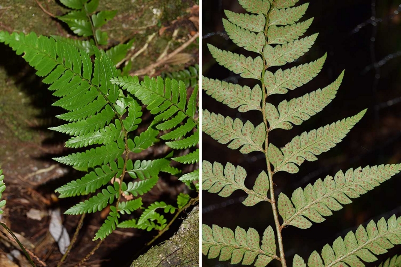 f:id:hiro1216:20161223095634j:image