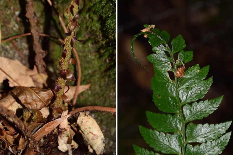 f:id:hiro1216:20161223095703j:image