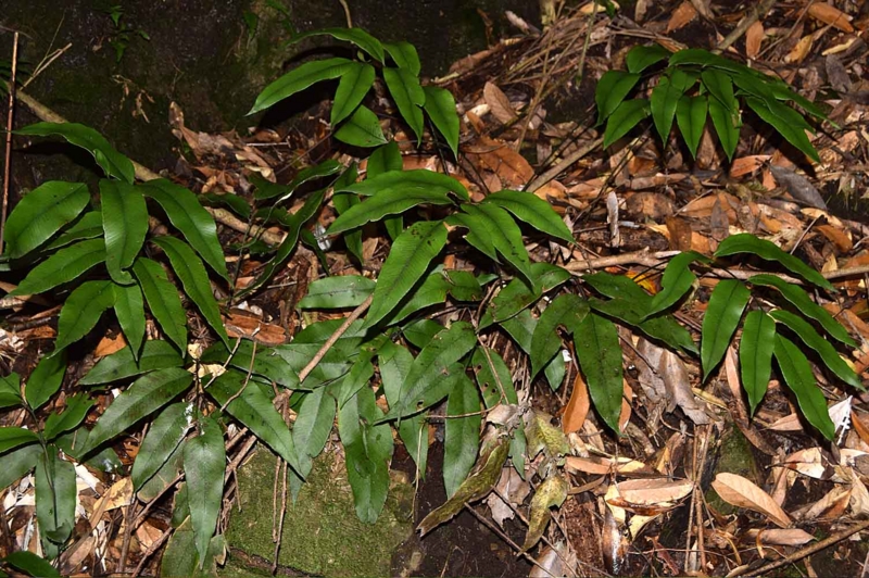 f:id:hiro1216:20161223100700j:image