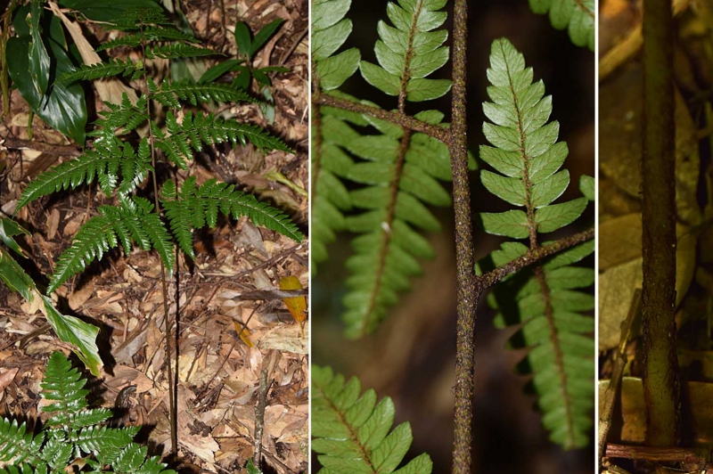 f:id:hiro1216:20161229203550j:image